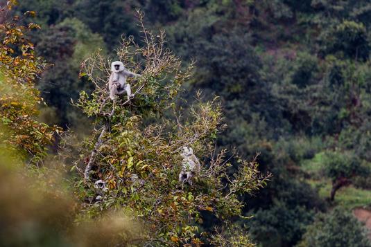 singes Tamang Heritage Trail singes Tamang Heritage Trail